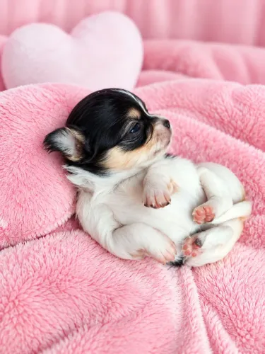 CHIHUAHUA FILHOTE FÊMEA TRICOLOR PELO LONGO