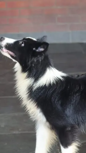 Border Collie Fêmea Pastoreio 