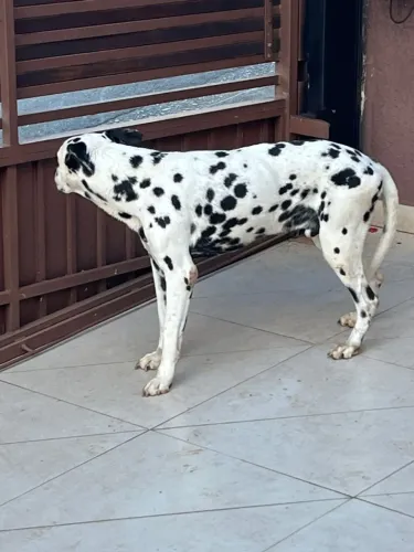 Doação Responsável - Dois Cachorros Muito Dóceis (Preferência para Adoção Juntos)