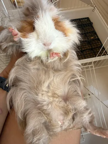Porquinho da Índia