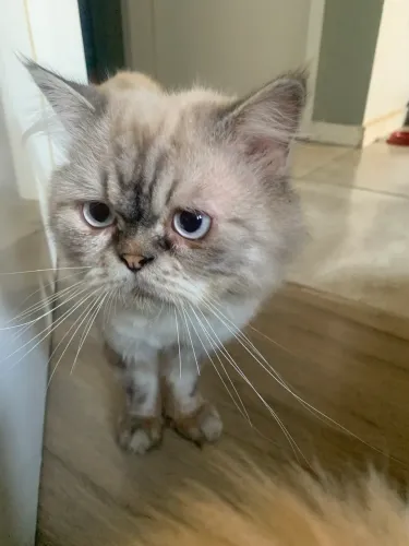 Persa do Himalaia (Macho) / Doa-se