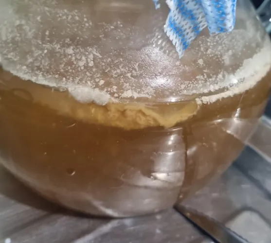Mudas de kefir ou Kombucha