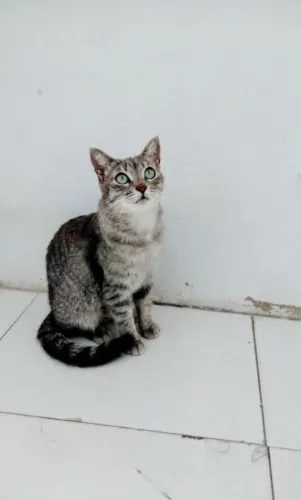 Linda gatinha castrada de olhos verdes para adoção responsável.