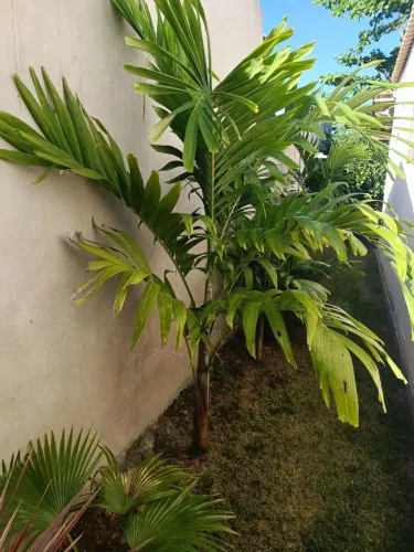 Palmeira Imperial 2m