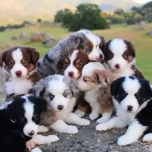 Border Collie 
