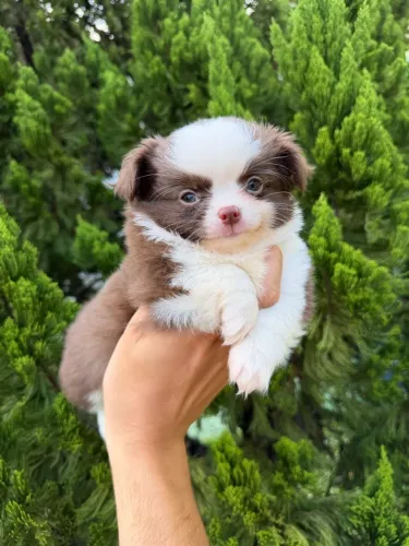 Chihuahua pelo longo macho pelagem chocolate com branco pedigree CBKC