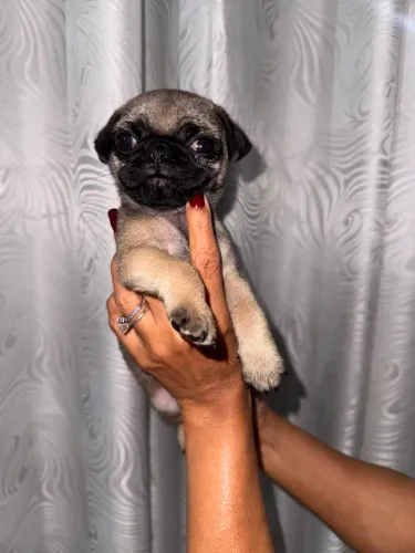 Filhote de Pug macho