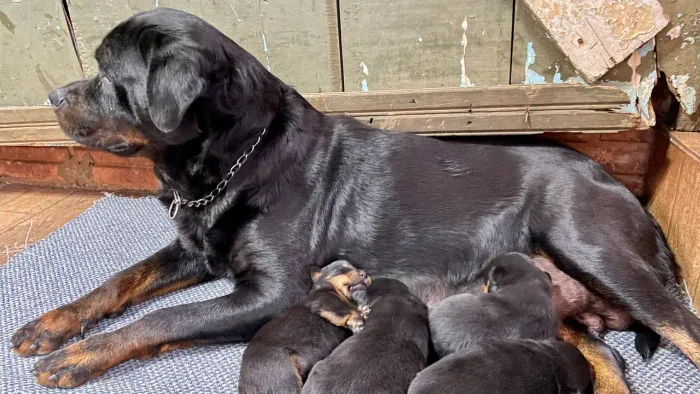 Filhotes de rottweiler
