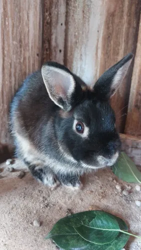 Coelho Mini Netherland Macho Muito dócil e carinhoso a espera de um lar 