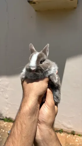 Filhote de Coelho Netherland 