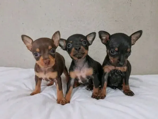Pinscher 00 Pais No local Fundamental