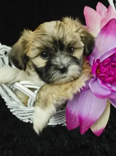 aqui tem peludinhos so 280