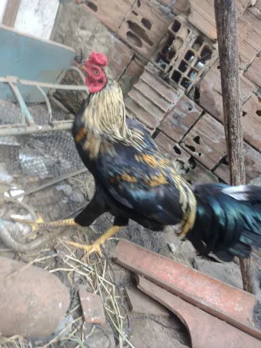 Venda de frangos caipira mestiço