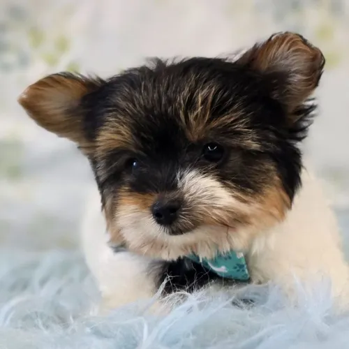 Yorkshire Terrier/ A dose diária de fofura e lealdade que você merece 
