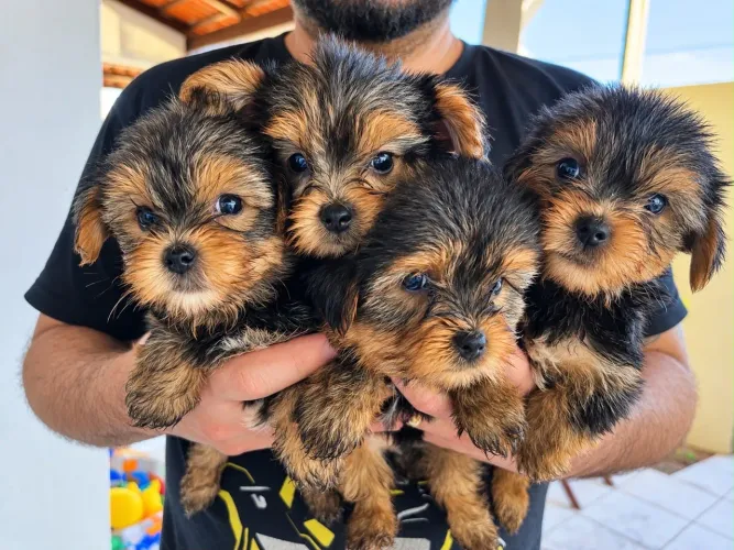 ?VENDO FILHOTES DE YORKSHIRE ?