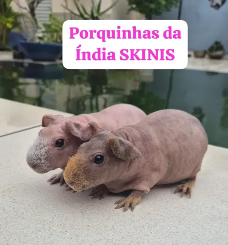 Porquinho da Índia SKINIS