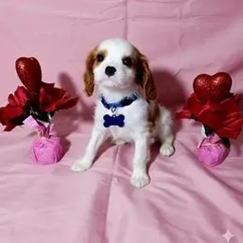 Cavalier King Charles Spaniel,Cavalier King Charles Spaniel Filhote Saudável Excelente Com