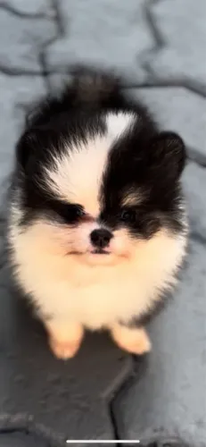 Lulu da Pomerania macho anão lindo