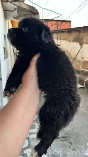 Filhotes de border collie