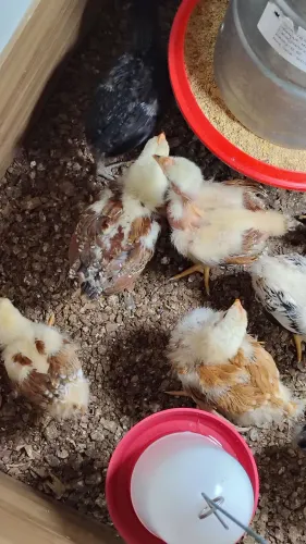 Pintinhos caipira de poedeiras de ovos Verde com 15 dias valor unitário r$ 15