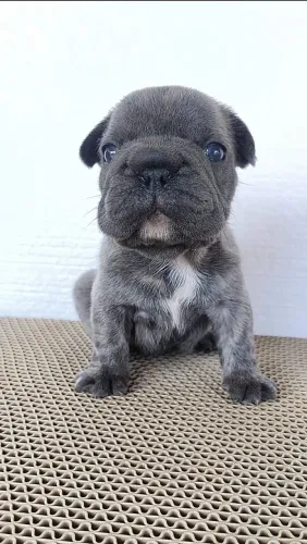 Bulldog francês BLUE blindle (Big Rope)