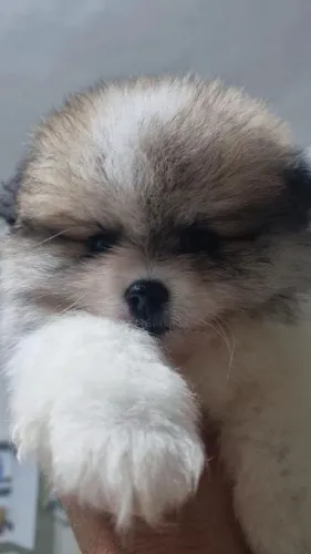Spitz alemão fêmea