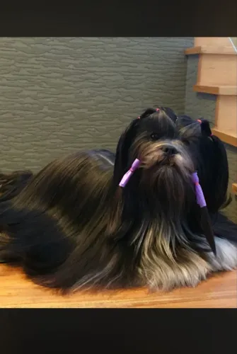 Lhasa Apso exóticos fêmeas