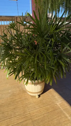 PLANTAS VARIADAS