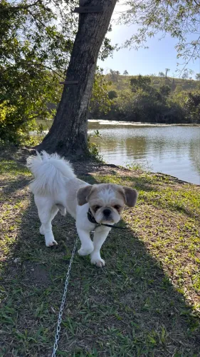 Vendo Shitzu
