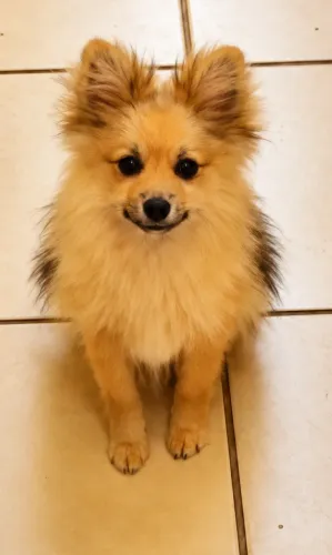 Spitz Alemão Lulu da Pomerania Filhote Macho
