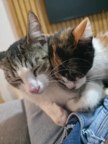Gatinhos para adoção