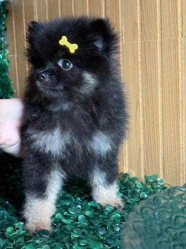 Filhote de Spitz alemão Black Tean 