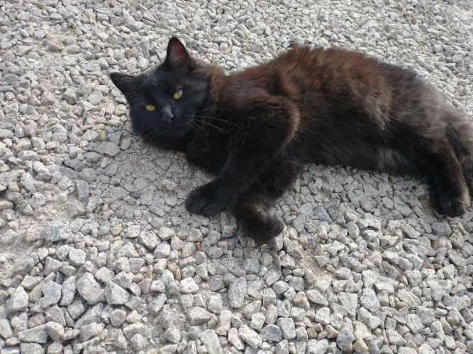 Doação de gato