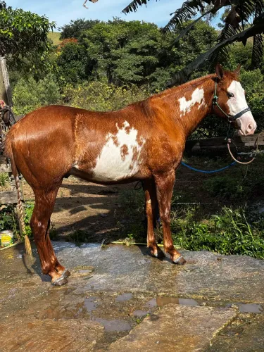 Potro Paint Horse