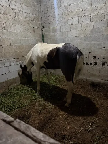 Cavalo mangalarga