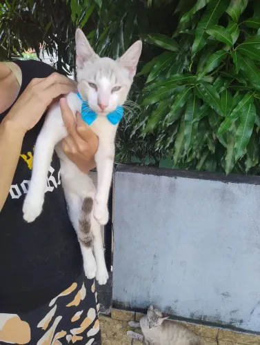 Gatinho branco castrado, muito manso e dócil 8 meses