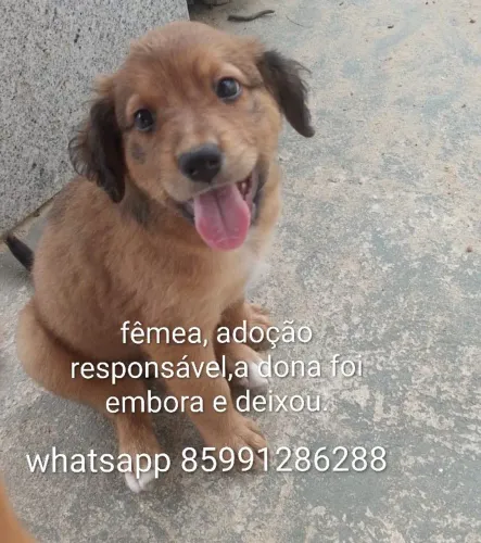 Cachorrinhos lindinhos pra adoção responsável 