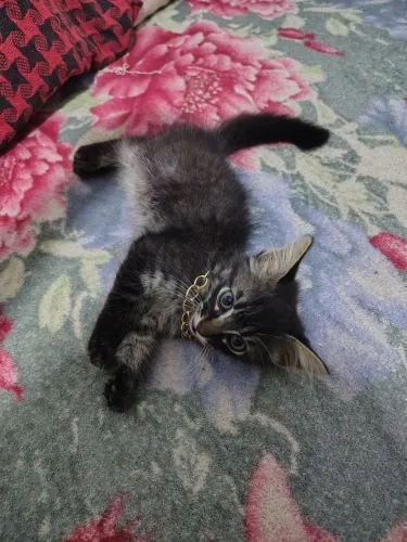Gatinho macho pra adoção filhote 