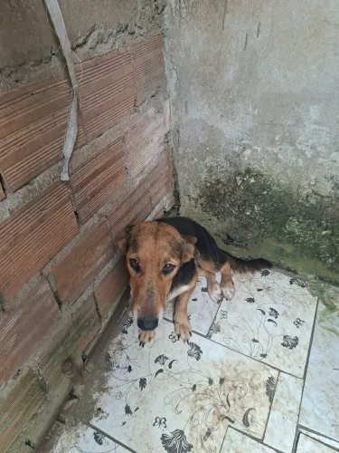 Doação Cachorra