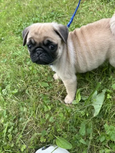 Pug: simpatia que conquista novos admiradores
