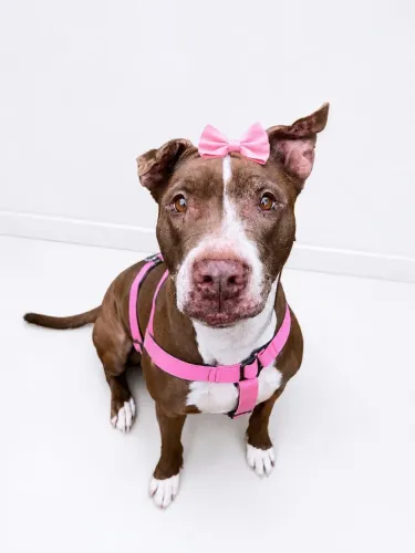 Pitbull para adoção responsável 