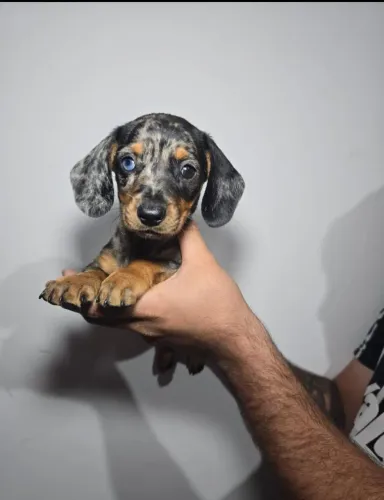 Cofap, Teckel e Basset os mais lindos da OLX, Entrega Grátis