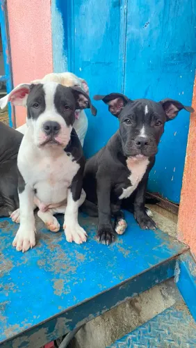 American bully pocket