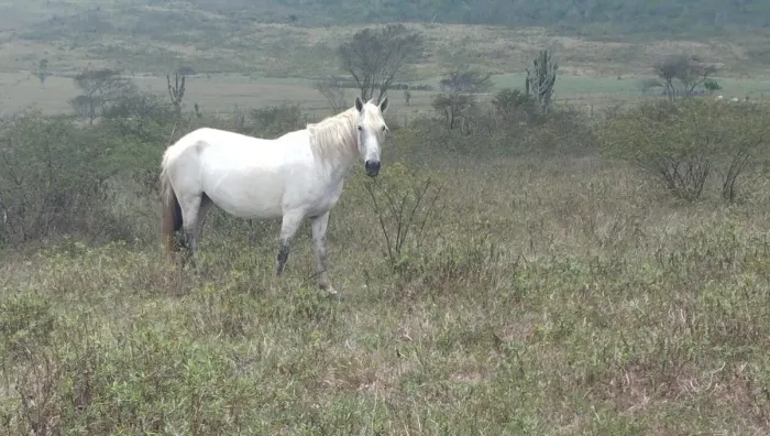 Vende-se Égua mangalarga e potro mangalarga