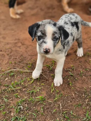 Border collie fêmea