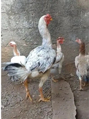 Frangos e galinhas caipira mestiço índio gigante.