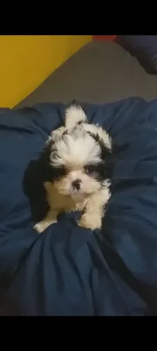 Pet animais de estimação