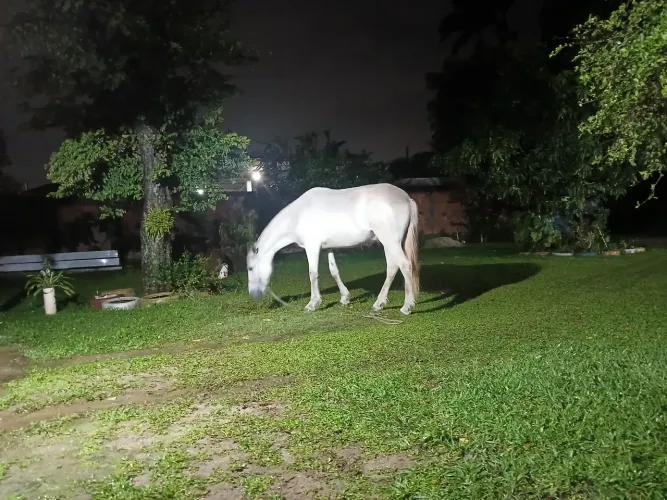 Cavalo a venda, itaguaí rj