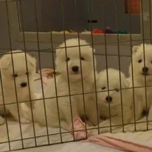 Samoyeda,Samoyeda Filhote de Estrutura Excepcional e Aparência Deslumbrante