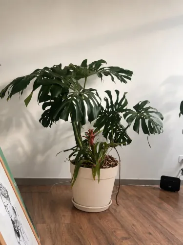 Vendo plantas ornamentais para dentro e fora de casa